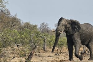 Read more about the article Kruger National Park