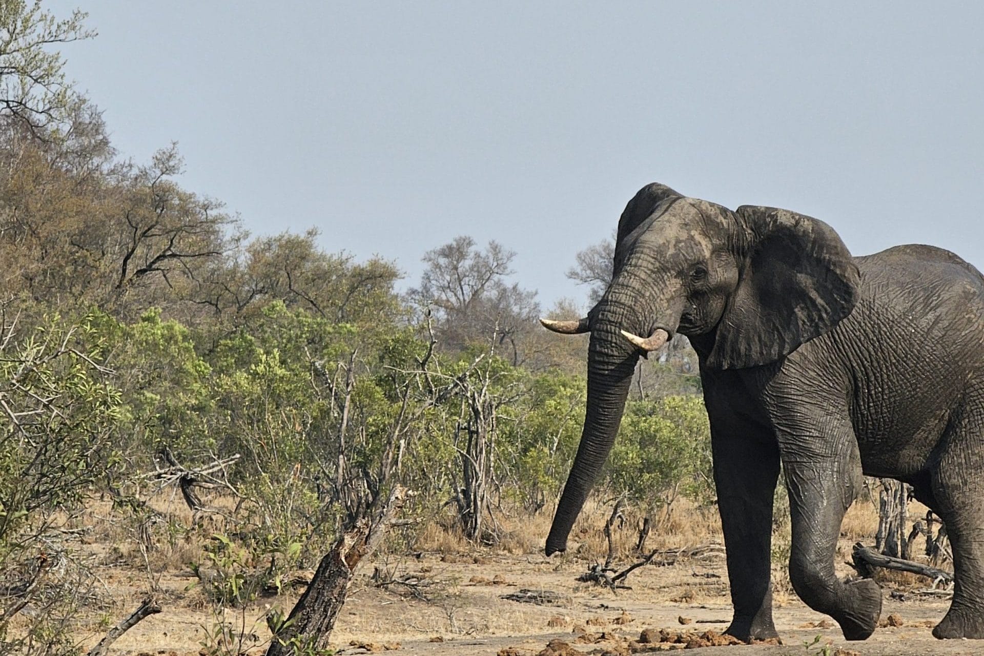 Read more about the article Kruger National Park
